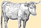 Pasture Raised Beef