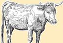 Grass-fed Beef