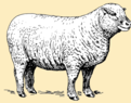 Grass-fed Lamb
