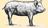 Pasture-raised pork
